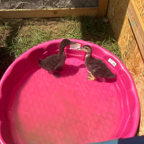 Meet your Posher, Amanda - Picture 3 of 3